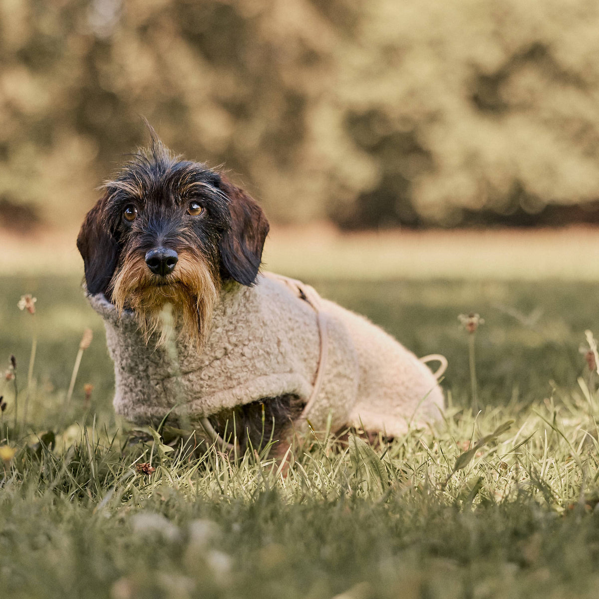 William Walker Knusse fleece hondenjas Cozy voor teckels