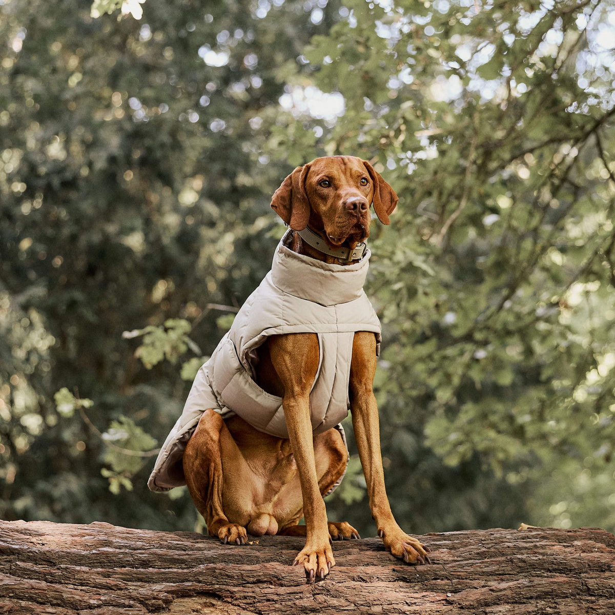 William Walker Manteau d'hiver chaud pour chien Alpine