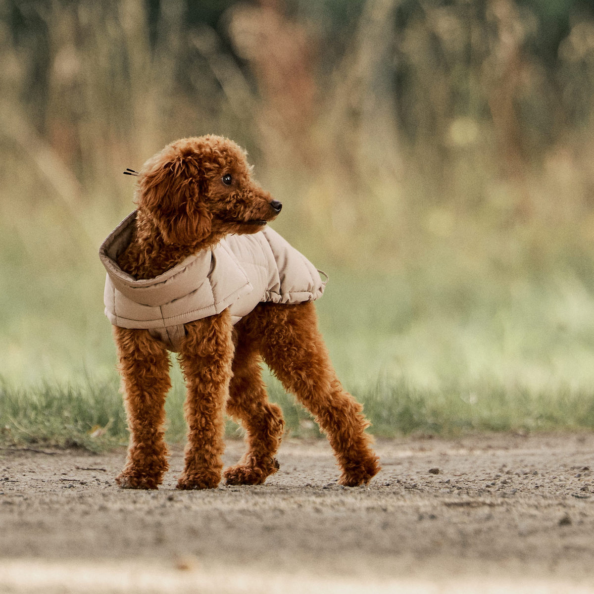 William Walker Manteau d'hiver chaud pour chien Alpine