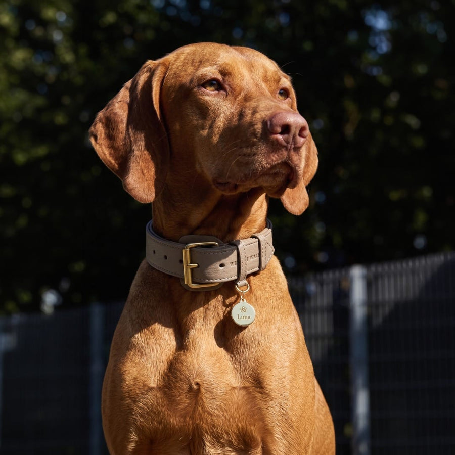 Médaille chien ronde en laiton personnalisable