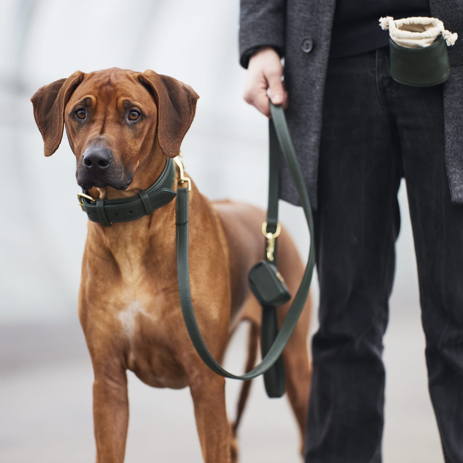 Leder Hundehalsband und Leine für Ridgeback in Dunkelgrün - Hochwertiges, handgefertigtes Halsband und passende Hundeleine aus echtem Leder für große Hunde in einem stilvollen dunklen Grün