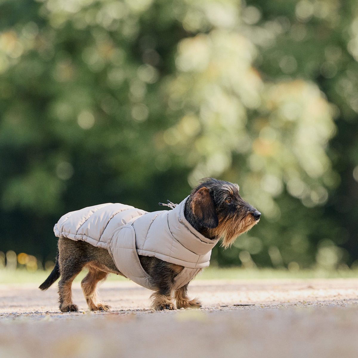 William Walker Manteau d'hiver pour chien Alpine pour teckel Sand / 2