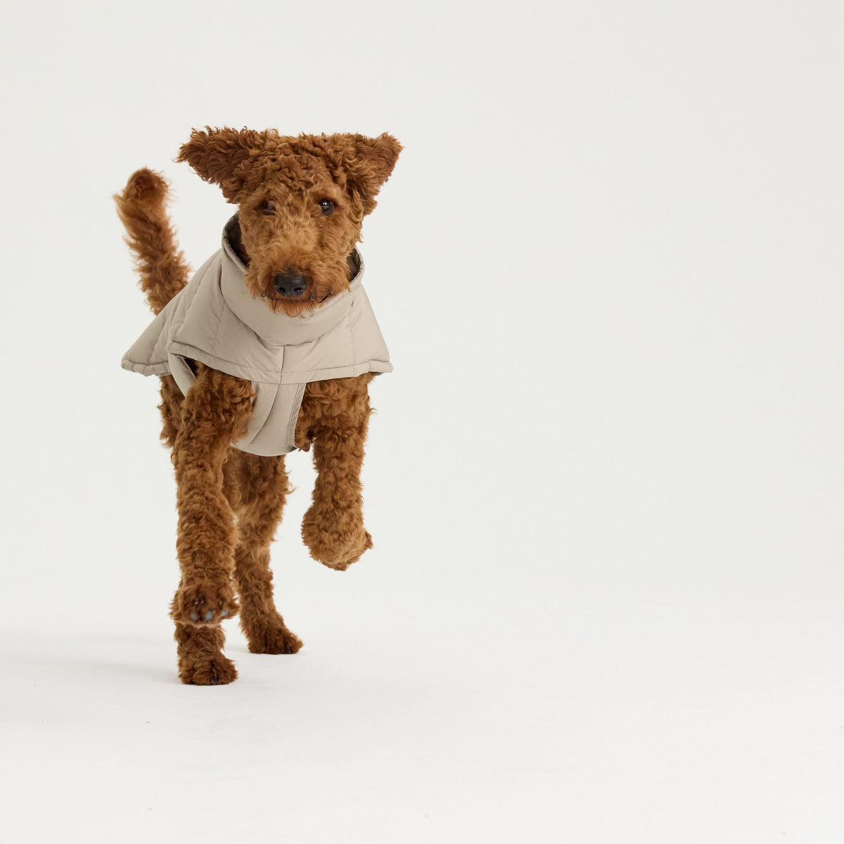 William Walker Warm winter dog coat Alpine
