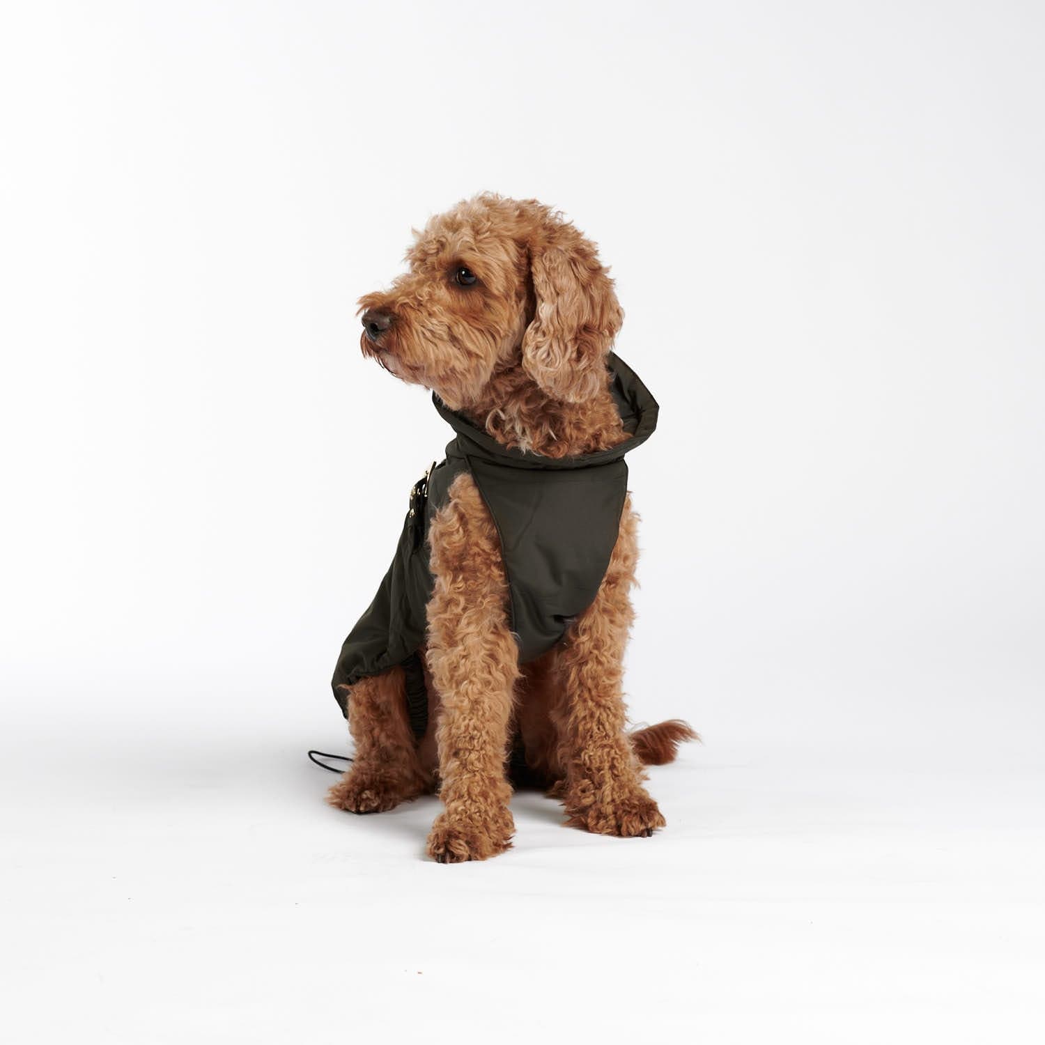Pudel in braun grauem Hundemantel von William Walker