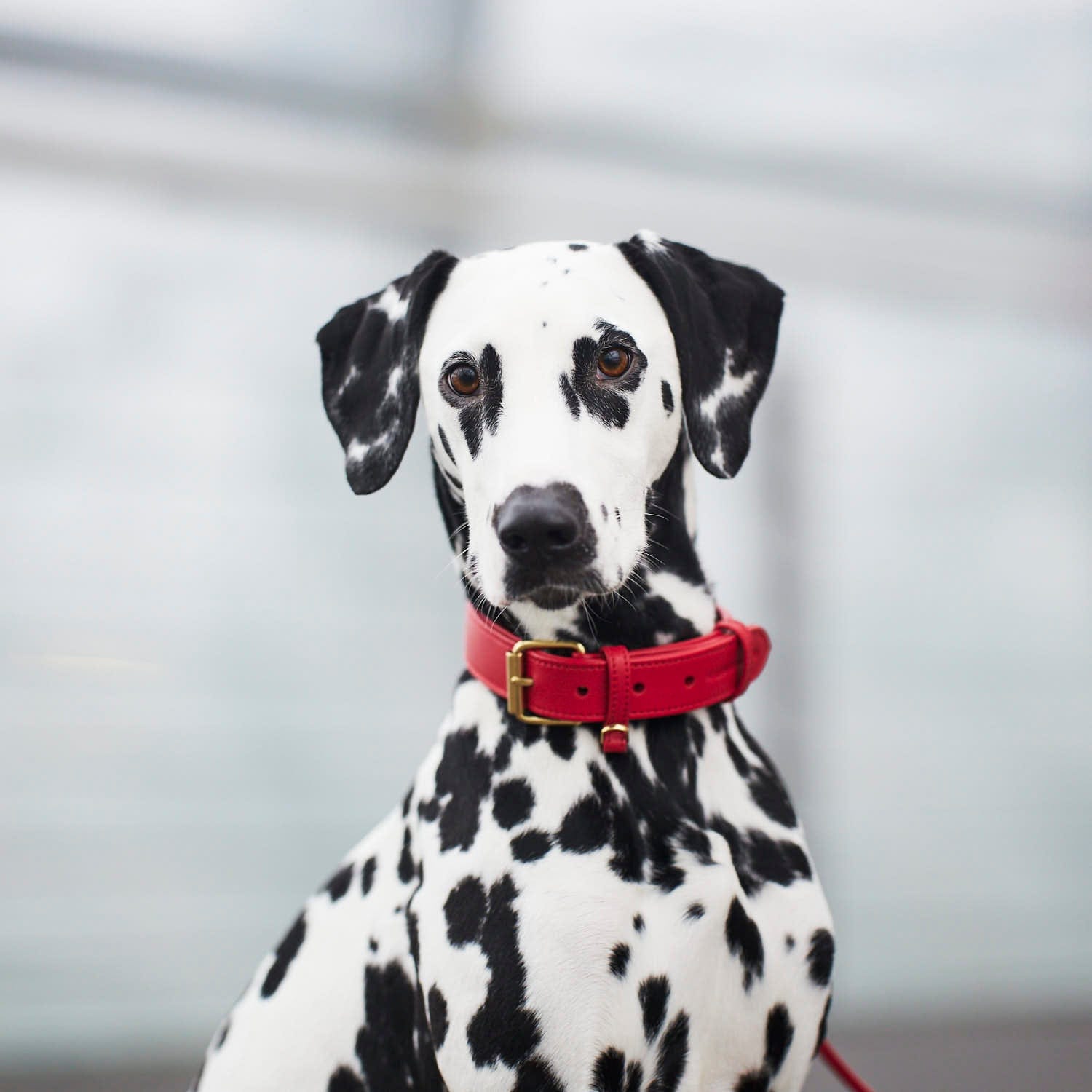William Walker Hundehalsband Chili
