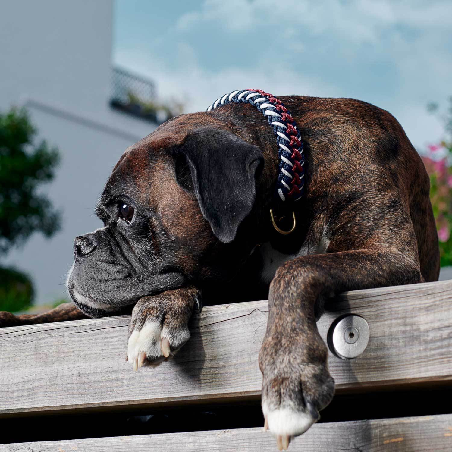 Paracord BioThane® Hundehalsband Royal